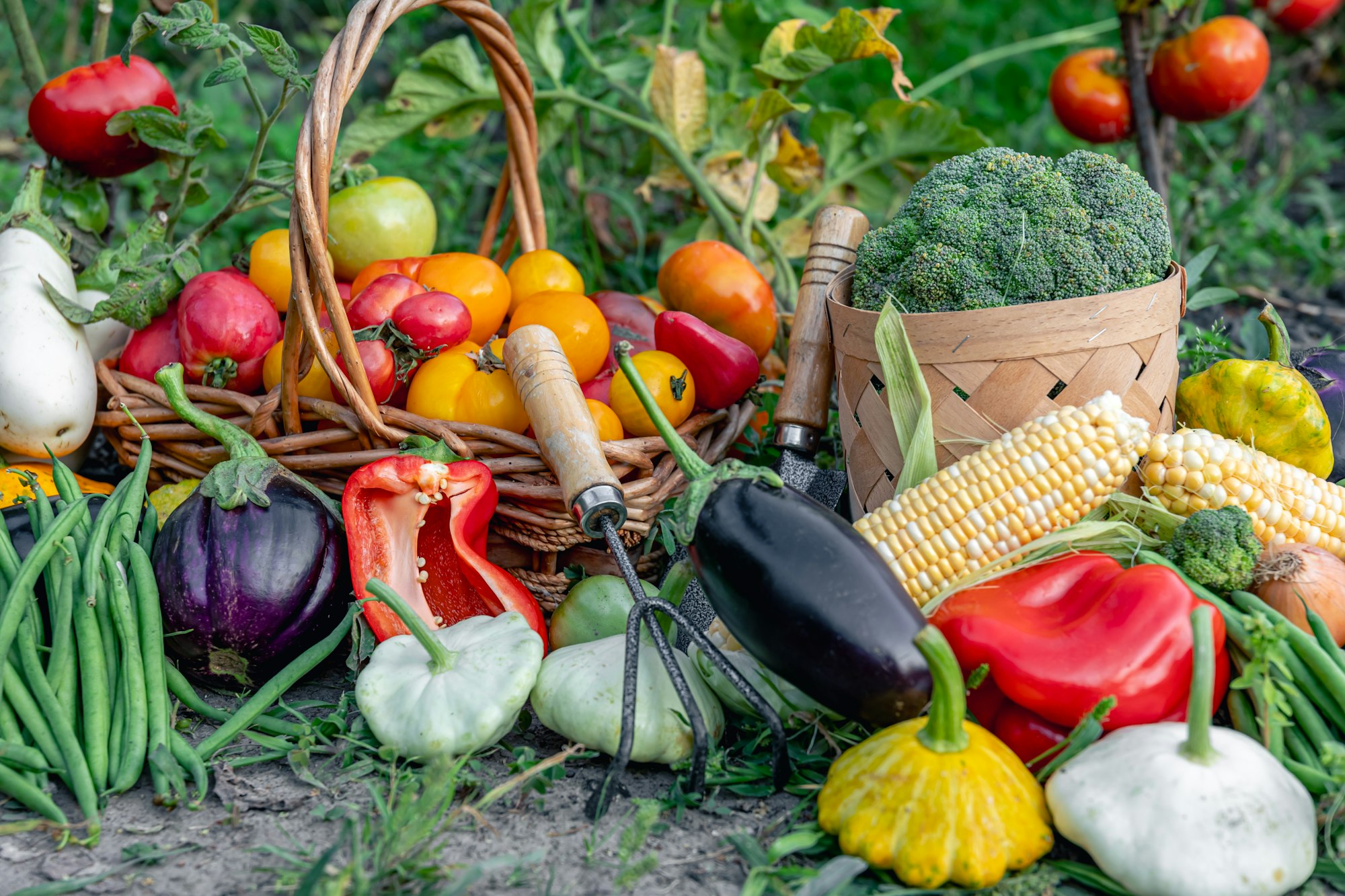 Composition of fresh vegetables on blurred vegetable garden background.